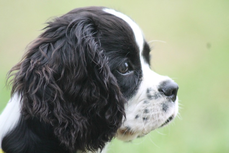kleiner-Welpe-Senco-Dogs