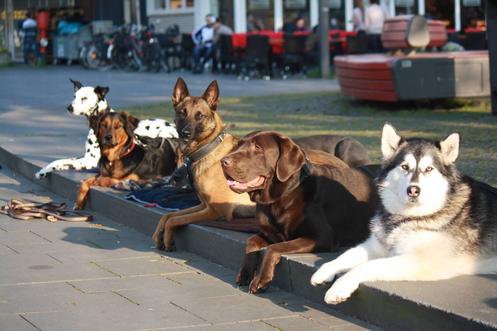 Senco-Dogs.Unser-Team-Ausbildung